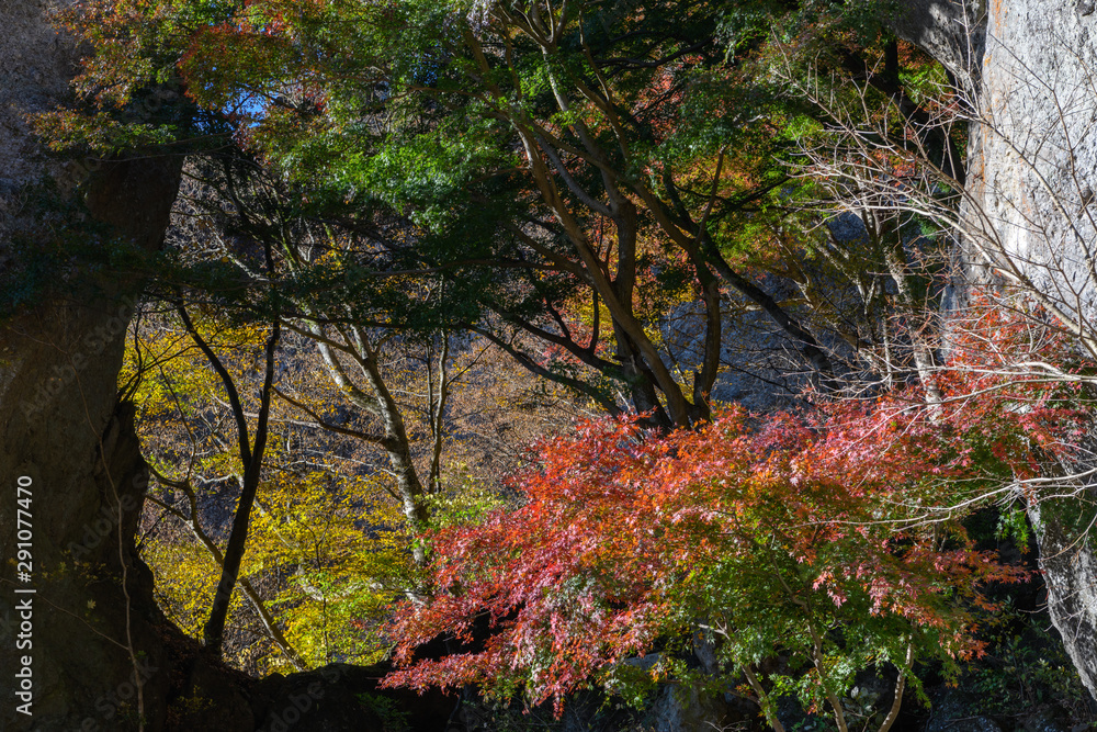 妙義山の第一石門とイロハモミジの紅葉