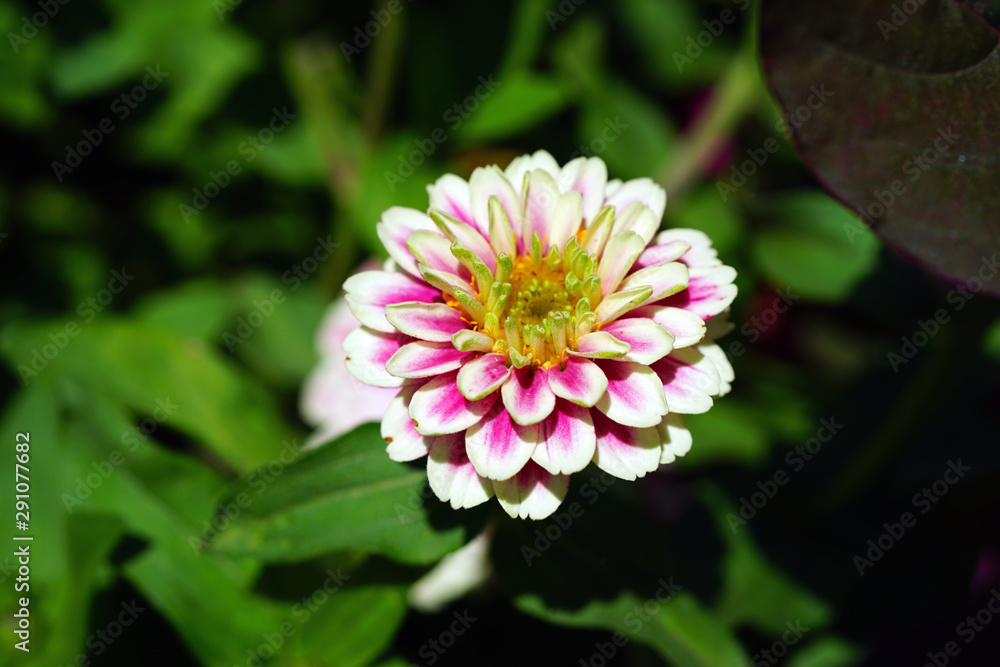 Colorful pink zinnia flowers in summer Colorful pink zinnia flowers in summer