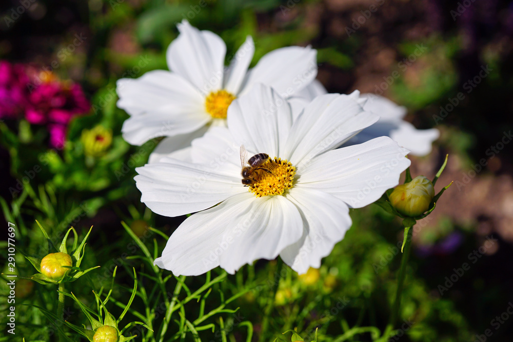 Bee on white cosmos flowers growing in the garden Bee on white cosmos flowers growing in the garden