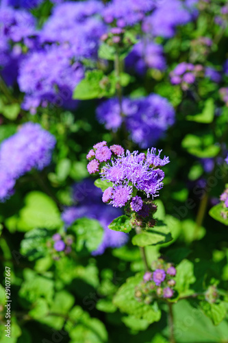 Purple blue ageratum flowers in the garden