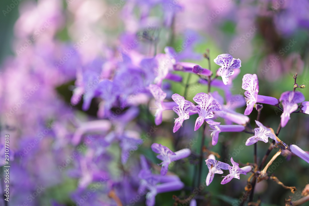 Fototapeta premium Lavender Spur Flower pueple flower at outdoor under sunlight 
