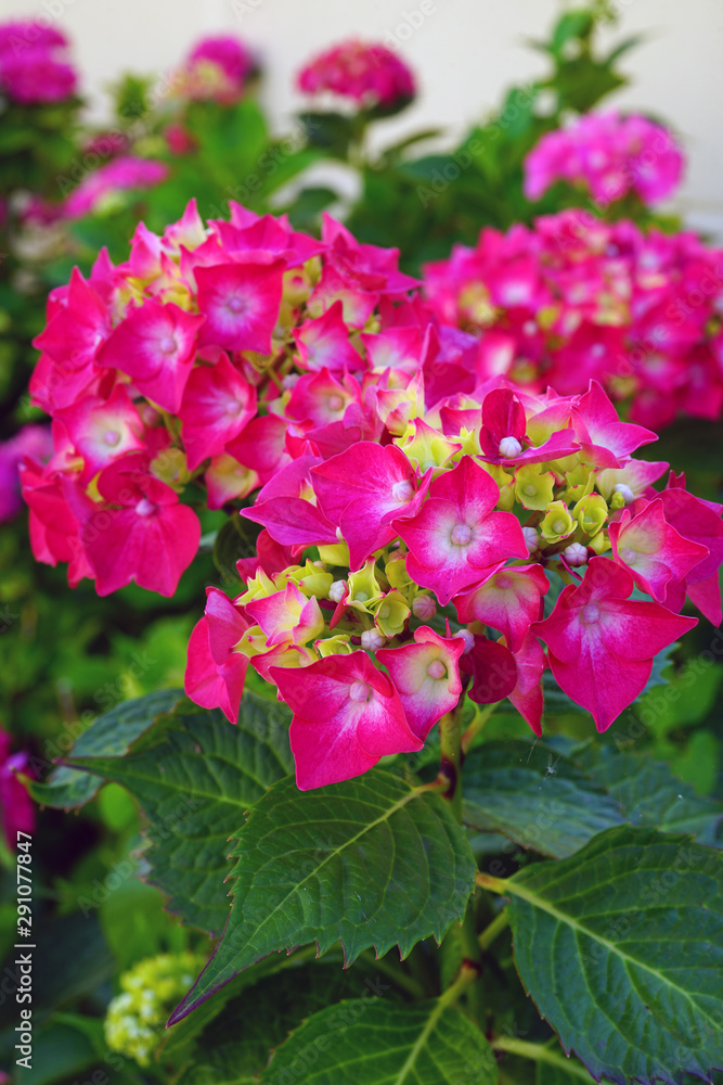 Pink heads of hydrangea flowers Pink heads of hydrangea flowers