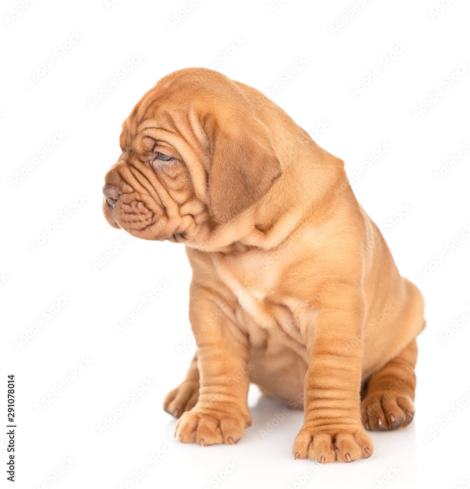Bordeaux puppy sitting and looking away. isolated on white background Bordeaux puppy sitting and looking away. isolated on white background