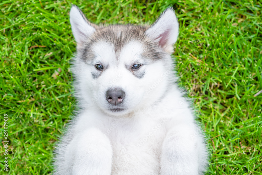 Alaskan malamute puppy lying on the lawn on his back Alaskan malamute puppy lying on the lawn on his back
