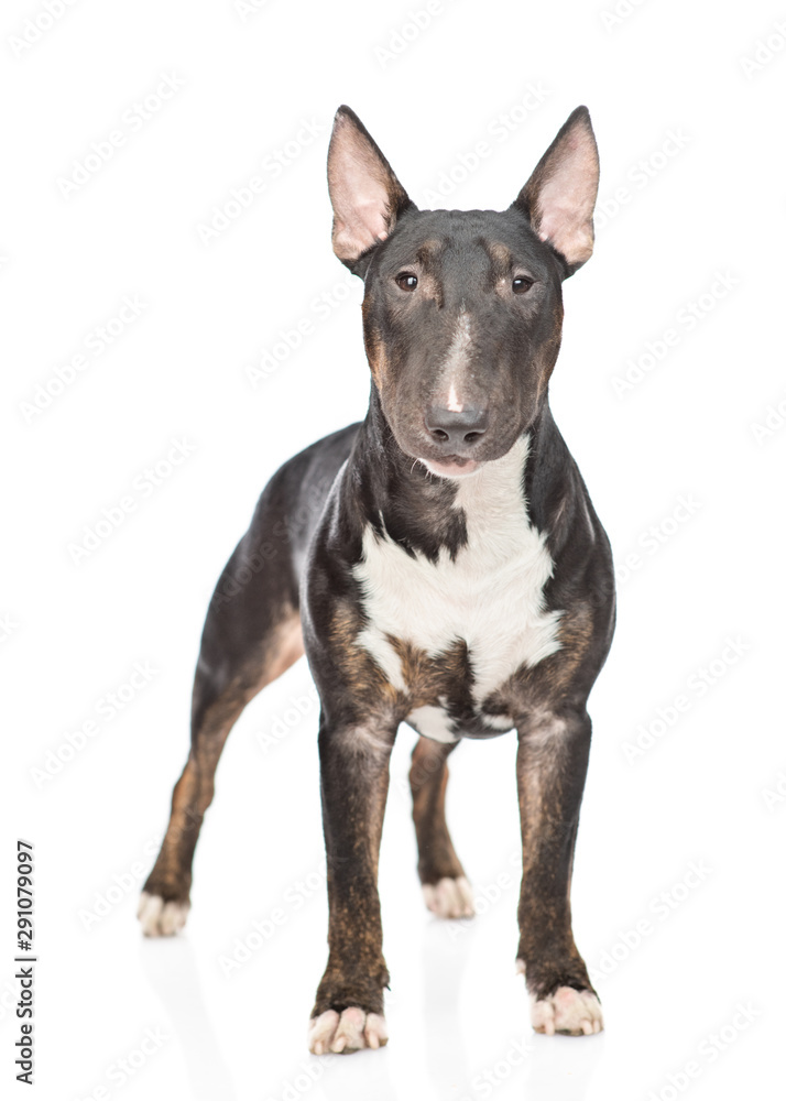 Miniature bull terrier dog standing and looking at camera. isolated on white background