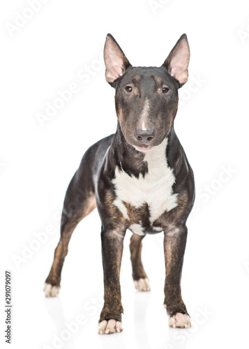 Miniature bull terrier dog standing and looking at camera. isolated on white background © Ermolaev Alexandr