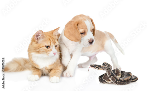 Puppy and kitten scared by a snake. Isolated on white background