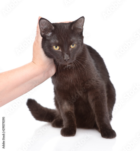 Hand of person stroking head of black cat. isolated on white background