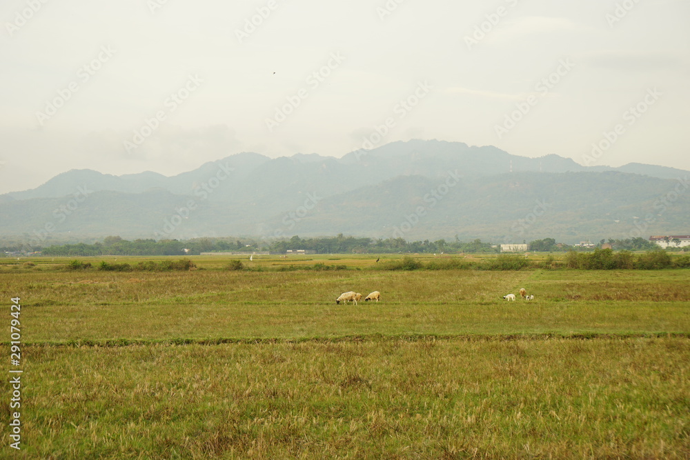 Green field with mountain in the background in Rembang, Central Java
