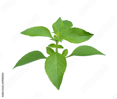 fresh thai basil isolated on white background, tropical herbs