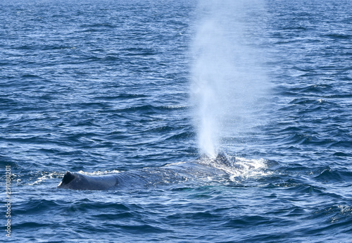 A Humpback whale surfaces, opens its blowhole and explosively exhales a spout of misty air and vapor.