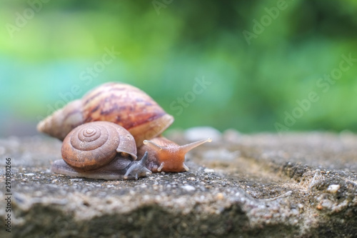 Small snail and big snail crawling on a cement floor.