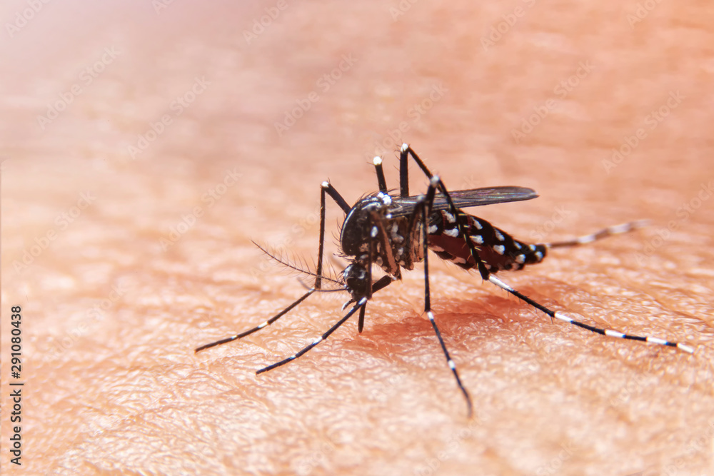 Fototapeta premium Striped mosquitoes are eating blood on human skin. Mosquitoes are carriers of dengue fever and malaria.Dengue fever is very widespread during the rainy season.