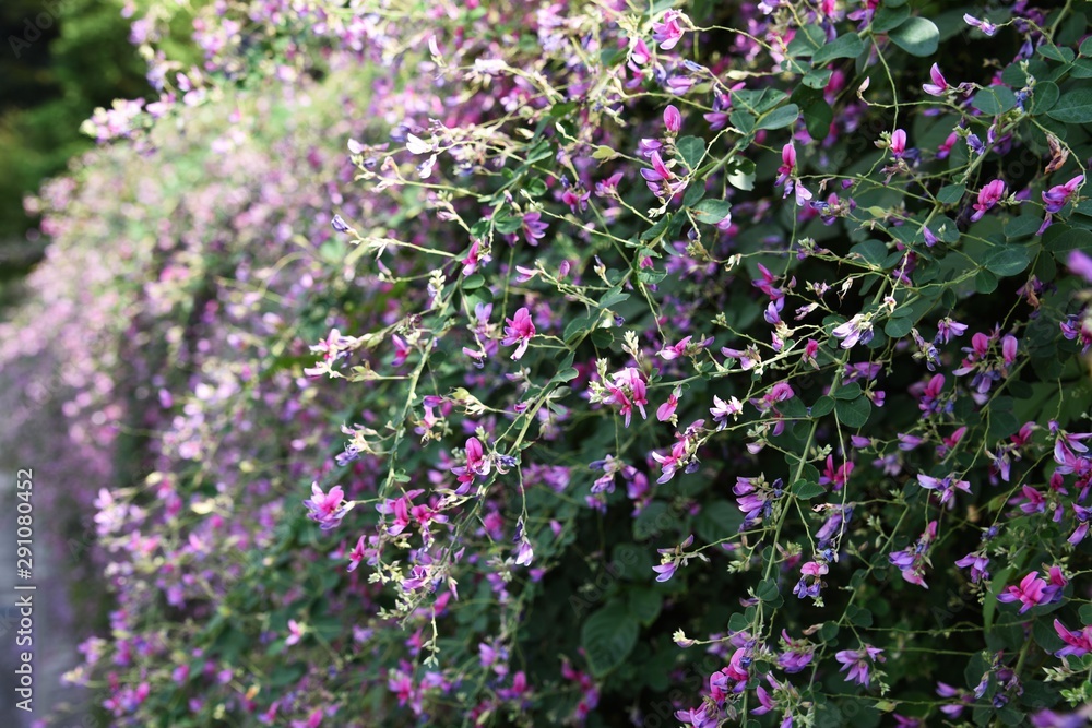 Bush clover (Lespedeza) has been loved by Japanese people for a long time and is a flower representing the autumn of Japan. A lot of red purple flowers bloom from summer to autumn. Bush clover (Lespedeza) has been loved by Japanese people for a long time and is a flower representing the autumn of Japan. A lot of red purple flowers bloom from summer to autumn.