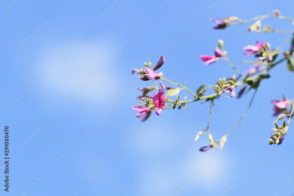 Bush clover (Lespedeza) has been loved by Japanese people for a long time and is a flower representing the autumn of Japan. A lot of red purple flowers bloom from summer to autumn. Bush clover (Lespedeza) has been loved by Japanese people for a long time and is a flower representing the autumn of Japan. A lot of red purple flowers bloom from summer to autumn.