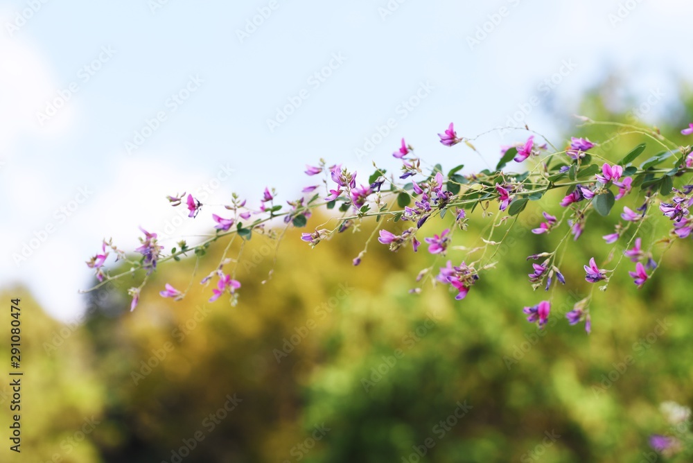 Obraz premium Bush clover (Lespedeza) has been loved by Japanese people for a long time and is a flower representing the autumn of Japan. A lot of red purple flowers bloom from summer to autumn.