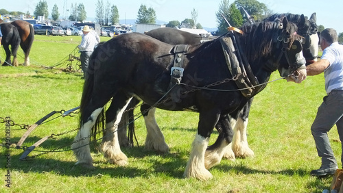 Photo Horses working the National Ploughing Championships Co Carlow Ireland on 19th Se
