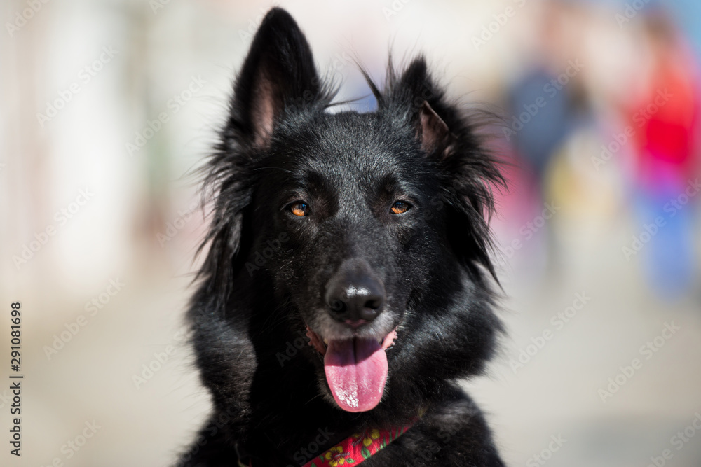 Close up of a black dog with a red collar with an ear up and the other down, against a bokeh background