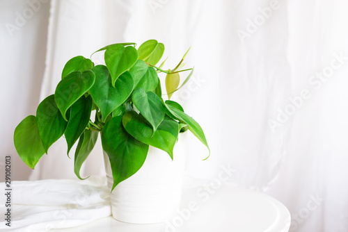 house plant heart leaf Philodendron vine in white pot