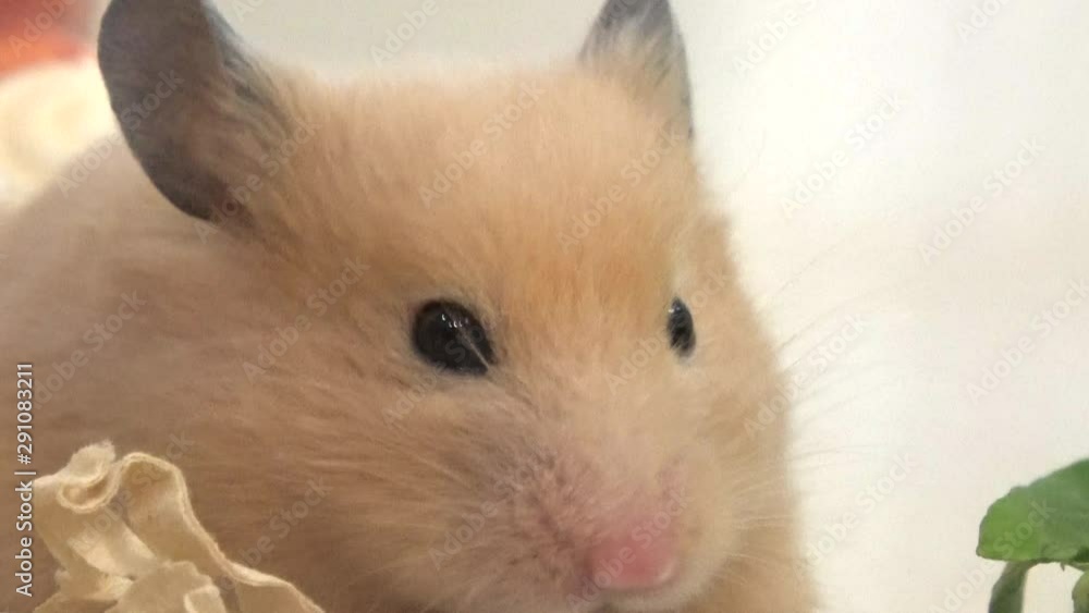 野菜を食べるキンクマ(ゴールデン)ハムスター、クローズアップ 4K. Closeup of Syrian, Golden hamster eating vegetables 野菜を食べるキンクマ(ゴールデン)ハムスター、クローズアップ 4K. Closeup of Syrian, Golden hamster eating vegetables