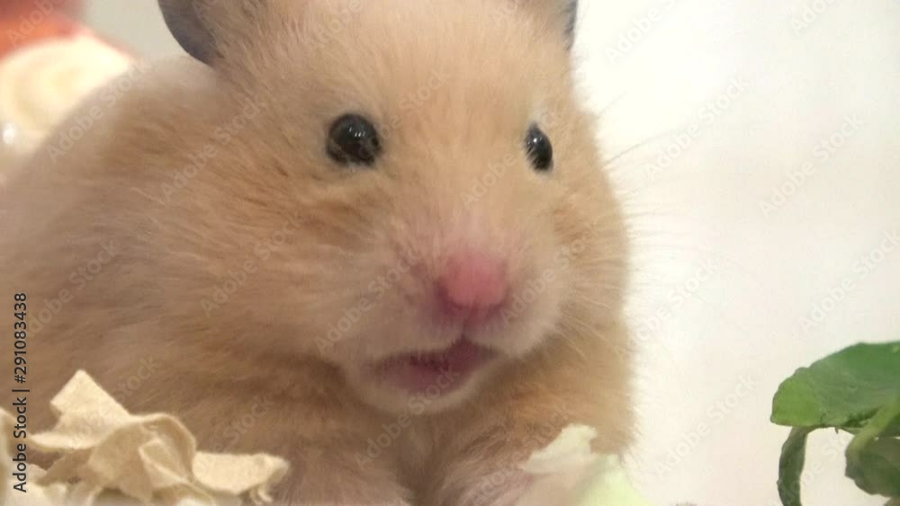 野菜を喉に詰まらせたハムスター 4K. Closeup of Golden, Syrian hamster choking on food 野菜を喉に詰まらせたハムスター 4K. Closeup of Golden, Syrian hamster choking on food