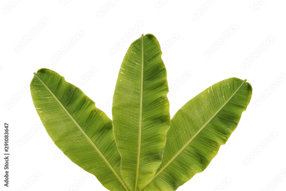 Obraz premium Banana leaf background