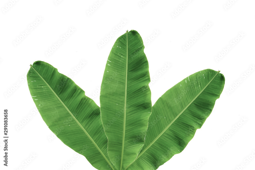 Fototapeta premium Banana leaf background