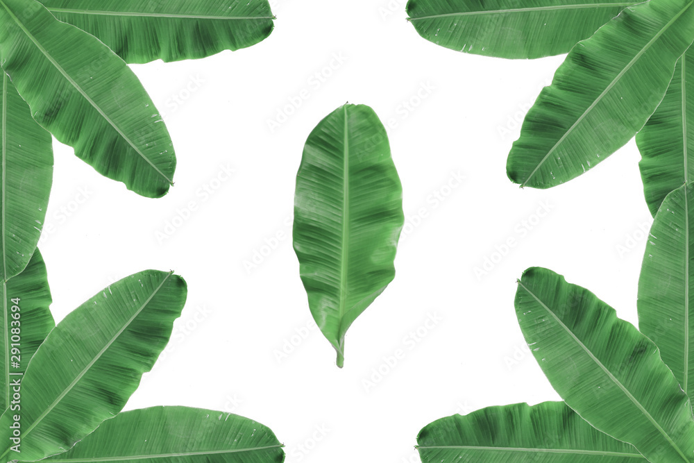 Banana leaf Banana leaf