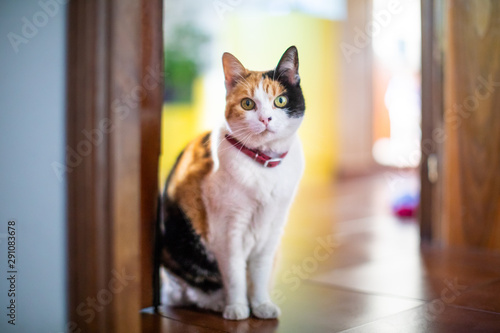 Close up of a three colors female cat with a red collar standing on the doorstep staring at the camera 