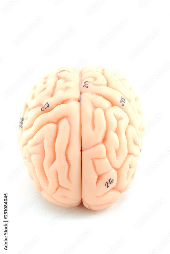 human brain model human brain model
