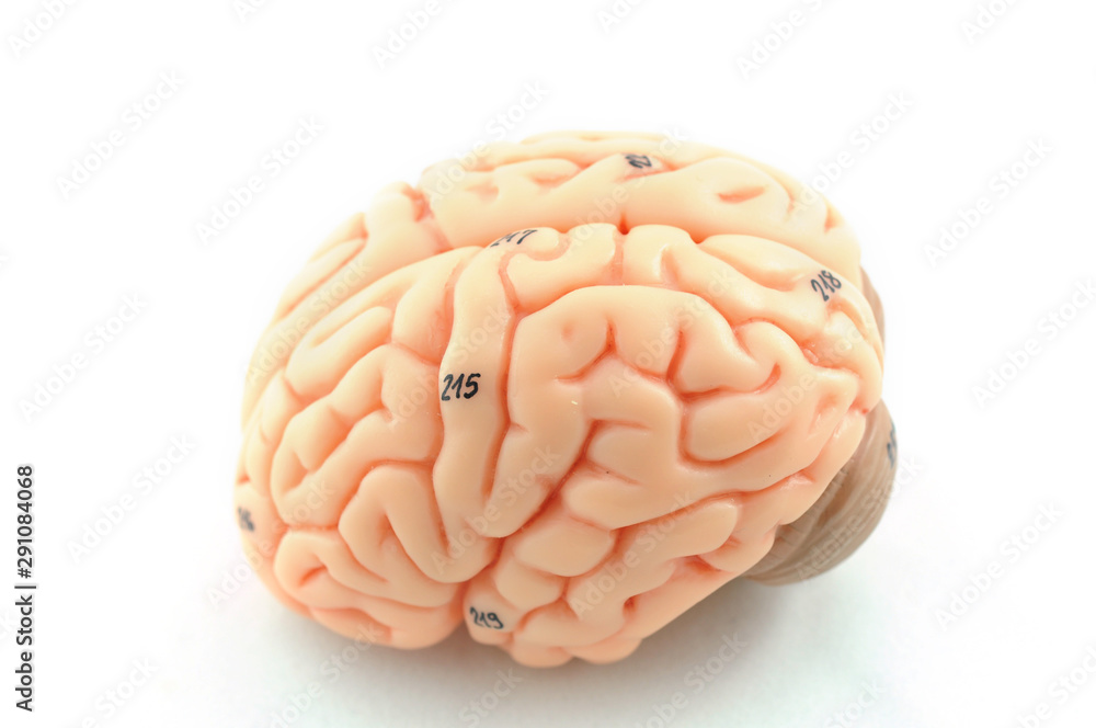human brain model human brain model