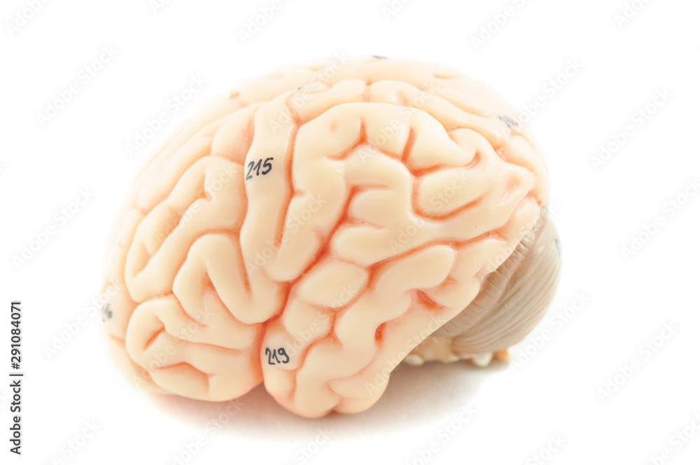human brain model human brain model