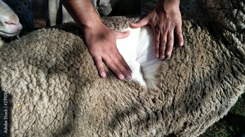 ovelha cordeiro raça corriedale lã photo