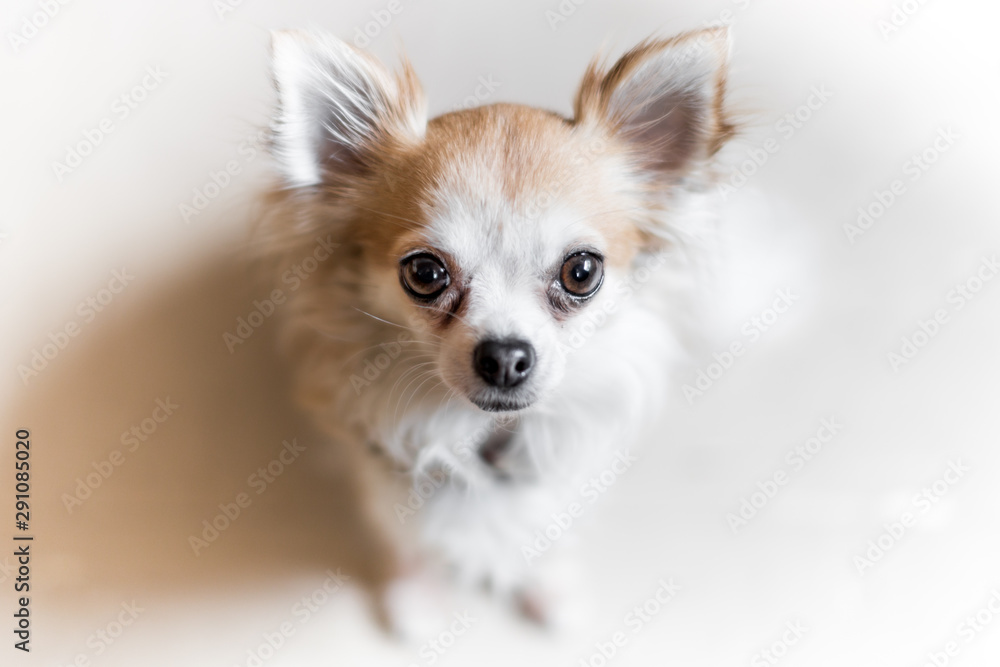 Close up of a tiny Chihuahua dog looking up to the camera
