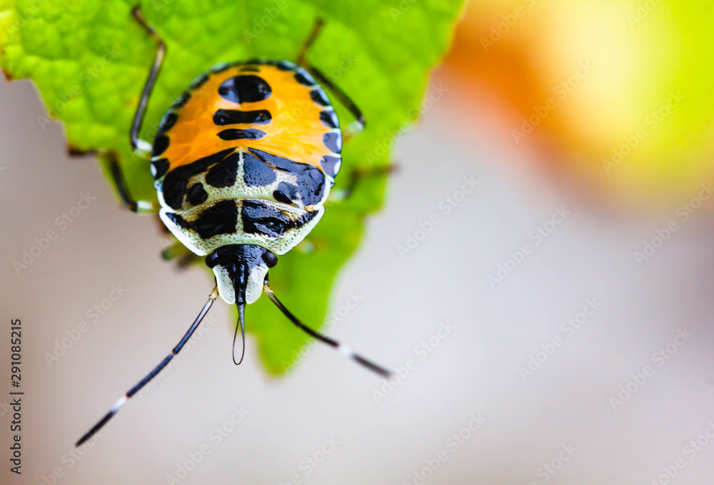 A small black and yellow insect is caught on a green leaf.Rare