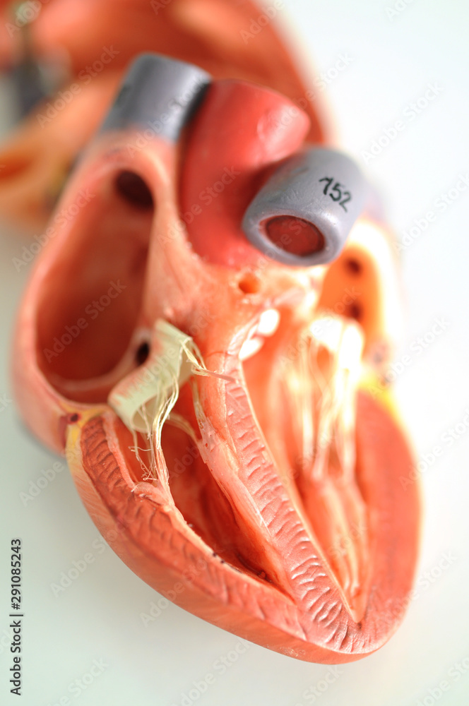 human heart anatomy model Stock Photo Adobe Stock