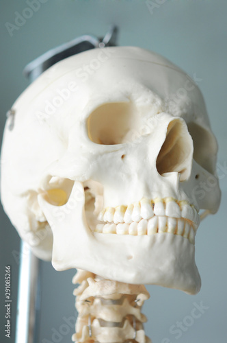 human skull anatomy model