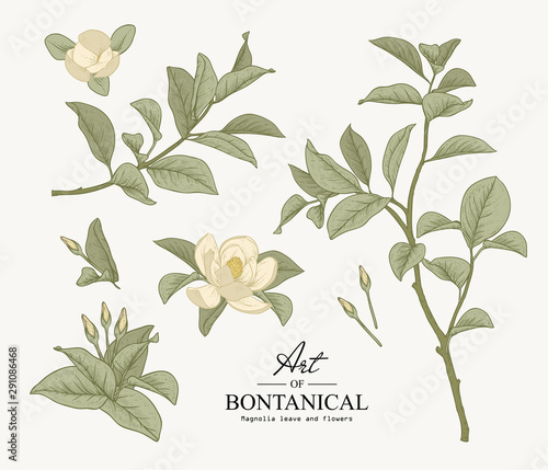 Sketch Floral Botany Collection. Magnolia leave and flower drawings. Beautiful line art. Hand Drawn Botanical Illustrations.Vector.
