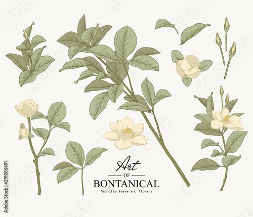 Sketch Floral Botany Collection. Magnolia leave and flower drawings. Beautiful line art. Hand Drawn Botanical Illustrations.Vector.