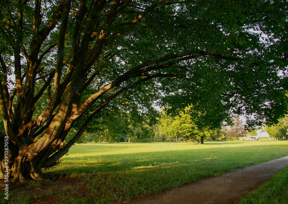 Obraz premium Baumwiese