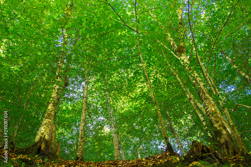 Green trees in the late summer