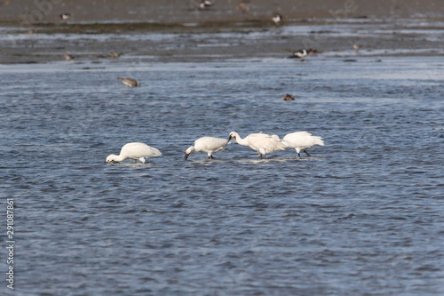 Eurasian or common spoonbill in nature, Island Texel, Holland photo