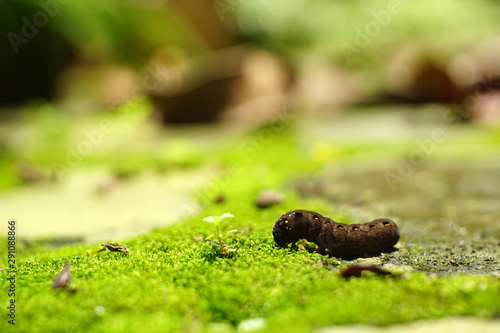 Beautiful Black Caterpillar feeding a little plant on green moss in the garden. Natural life. Copy space.