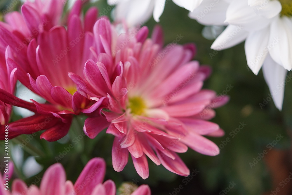 pink flower pink flower