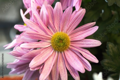 closeup of pink flower