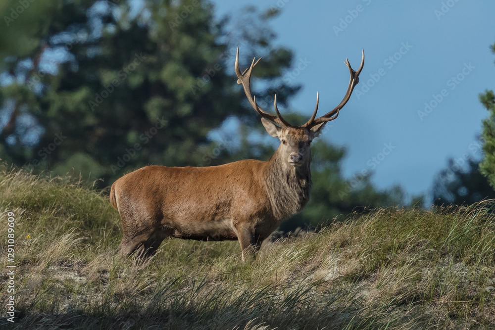 hirsch am meer