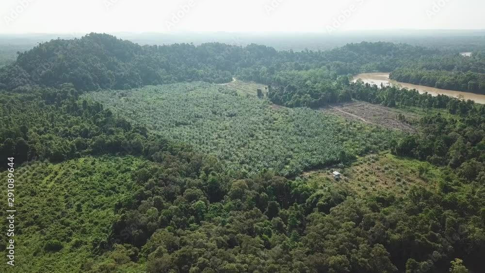 Deforestation for Palm Oil Trees Aerial Drone Shot in Malaysia, Borneo Deforestation for Palm Oil Trees Aerial Drone Shot in Malaysia, Borneo