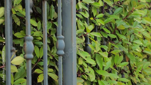 Forged gates closing, opening with green leaves of bush, shrub on background. Automated gate system. Smart house concept. Security and safety of private house, territory background photo