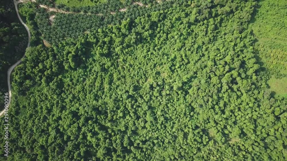 Deforestation for Palm Oil Trees Aerial Drone Shot in Malaysia, Borneo Deforestation for Palm Oil Trees Aerial Drone Shot in Malaysia, Borneo