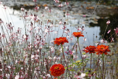 Meadow with bee blossom and Zinnia in front of a lake. photo
